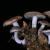 Їстівні та отруйні шапкові гриби Плодове тіло шапочних грибів складається